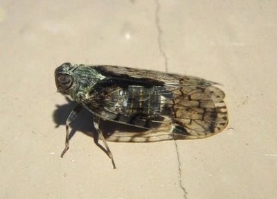 Melanoliarus placitus; Cixiid Planthopper species