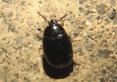 Platydema excavatum; Darkling Beetle species