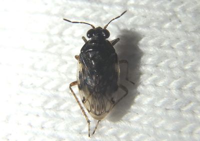 Sadula Shore Bug species
