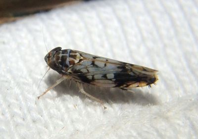 Scaphoideus obtusus; Leafhopper species 
