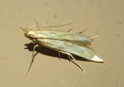 1685 - Metzneria lappella; Burdock Seedhead Moth 