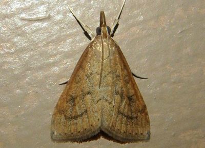 5079 - Udea rubigalis; Celery Leaftier Moth