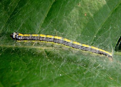 5577 - Epipaschia superatalis; Dimorphic Macalla caterpillar