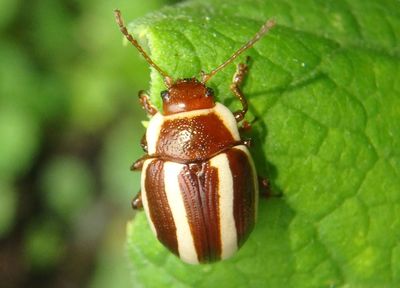 Calligrapha praecelsis; Leaf Beetle species