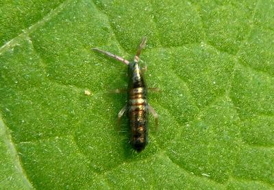 Lepidocyrtus paradoxus; Slender Springtail species