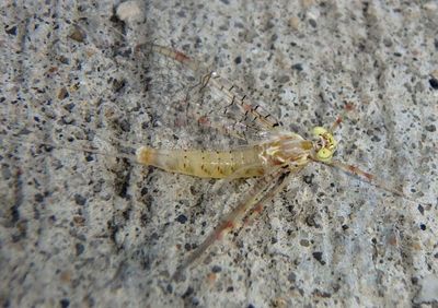 Stenonema femoratum; Flat-headed Mayfly species; female 