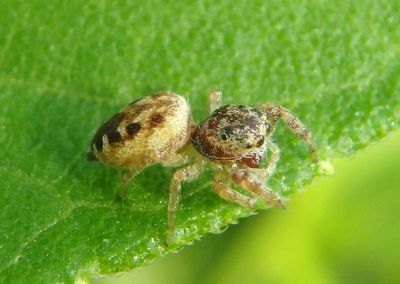 Pelegrina proterva; Jumping Spider species; female