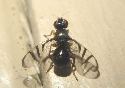 Rivellia Signal Fly species