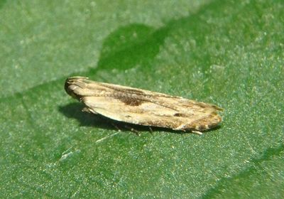 1710 - Monochroa gilvolinella; Twirler Moth species 