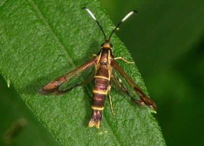 2596 - Carmenta bassiformis; Eupatorium Borer Moth
