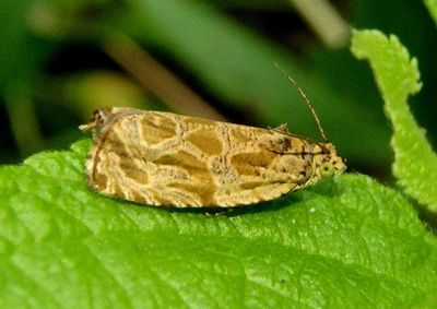 2775 - Olethreutes nitidana; Tortricid Moth species