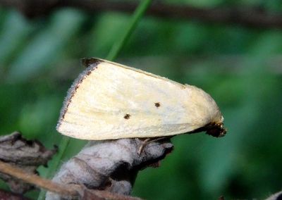 9044 - Marimatha nigrofimbria; Black-bordered Lemon Moth