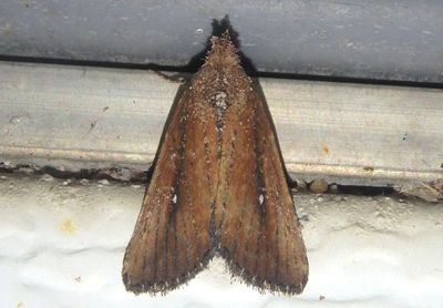 9690 - Condica videns; White-dotted Groundling