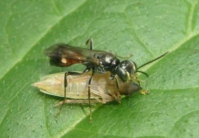 Alysson oppositus; Apoid Wasp species