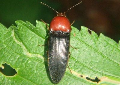 Ampedus rubricollis; Click Beetle species