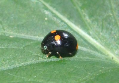 Brachiacantha quadripunctata quadripunctata; Spurleg Lady Beetle species; female