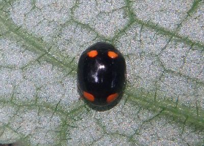 Brachiacantha quadripunctata quadripunctata; Spurleg Lady Beetle species; female 