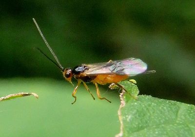 Braconidae Braconid Wasp species; female