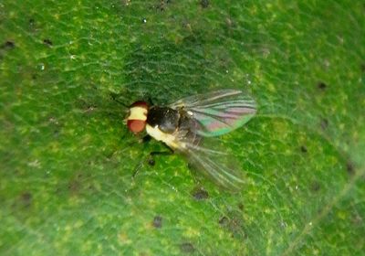 Calycomyza Leaf Miner Fly species