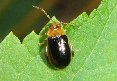 Capraita circumdata; Flea Beetle species