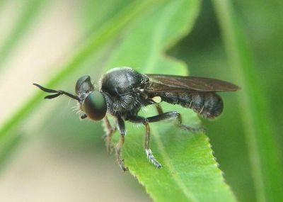 Cerotainia albipilosa; Robber Fly species 