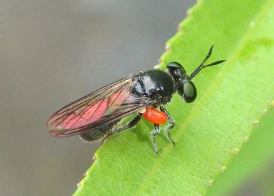 Cerotainia albipilosa; Robber Fly species with mite