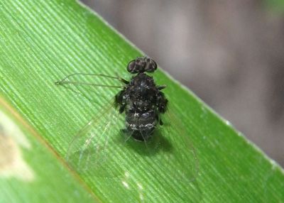 Chrysopilus basilaris; Snipe Fly species; female 