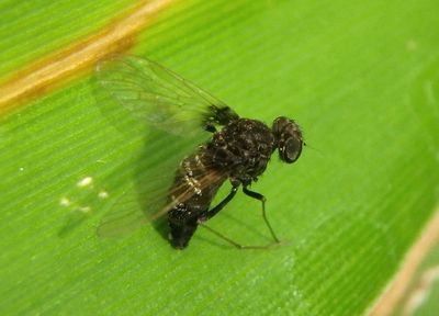 Chrysopilus basilaris; Snipe Fly species; female 