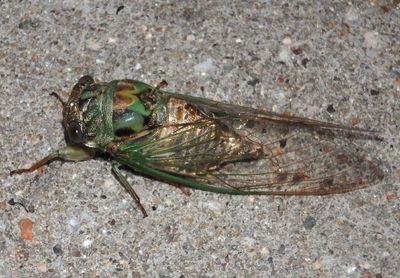 Cicadinae Cicada species