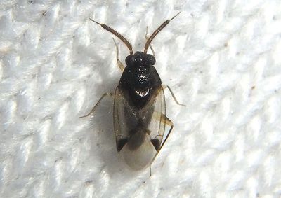 Corticoris signatus; Jumping Tree Bug species; male