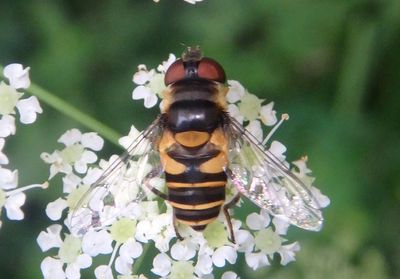 Eristalis transversa; Transverse Flower Fly; female