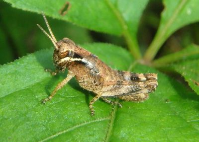 Melanoplus Spur-throated Grasshopper species nymph