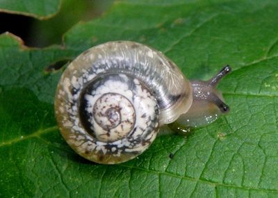 Hygromiini Terrestrial Snail species