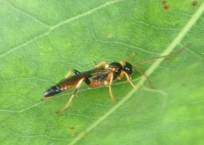 Ichneumonidae Ichneumon Wasp species; male