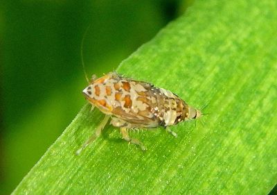 Osbornellus auronitens complex; Leafhopper species nymph