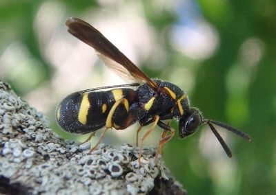 Luecospis affinis; Chalcid Wasp species; female