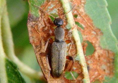 Macratria murina; Antlike Flower Beetle species