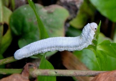 Monostegia abdominalis; Common Sawfly species larva; exotic