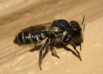 Megachile Leafcutter Bee species; female