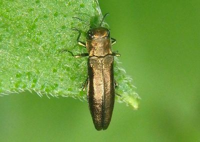 Agrilus Metallic Wood-boring Beetle species