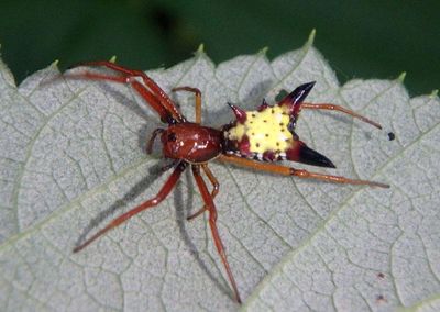 Micrathena sagittata; Arrowshaped Micrathena; female