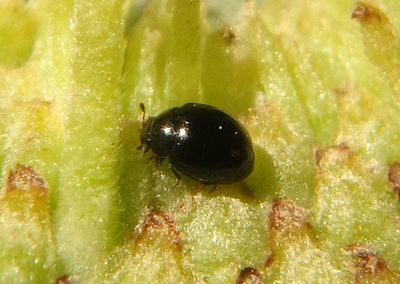 Microweisea misella; Minute Lady Beetle species