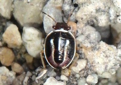 Mormidea lugens; Stink Bug species nymph