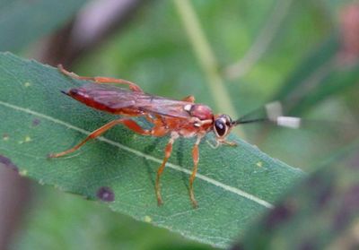 Ichneumoninae Ichneumon Wasp species; female