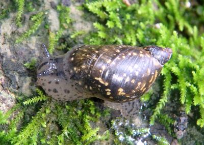 Oxyloma elegans; Slender Amber Snail; exotic