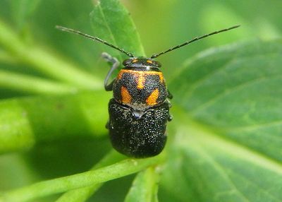 Pachybrachis trinotatus; Scriptured Leaf Beetle species 
