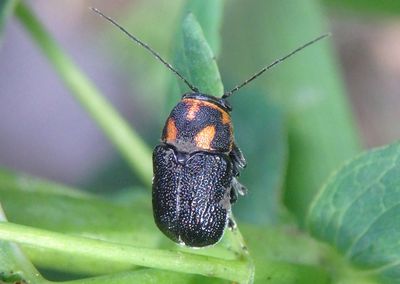 Pachybrachis trinotatus; Scriptured Leaf Beetle species