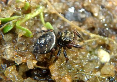 Phidippus Jumping Spider species; immature