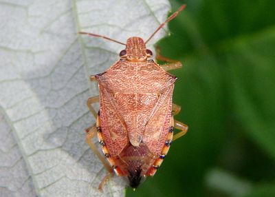 Podisus brevispinus; Predatory Stink Bug species