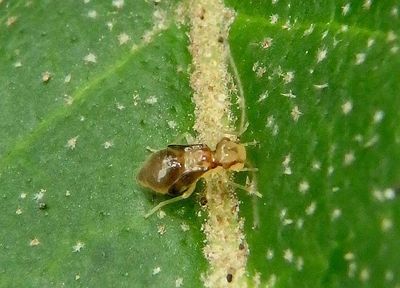 Polypsocus corruptus; Hairy-winged Barklouse species nymph 